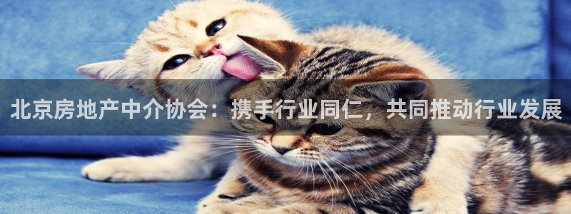 新宝5是什么：北京房地产中介协会：携手行业同仁，共同推动行业