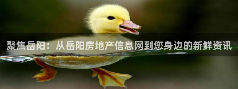 新宝5户端：聚焦岳阳：从岳阳房地产信息网到您身边的新鲜资讯