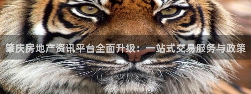 新宝5褚74OOO5：肇庆房地产资讯平台全面升级：一站式交易