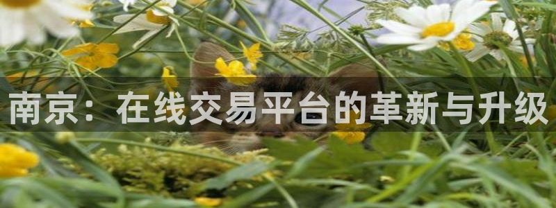 新宝5尤74OOO5：南京：在线交易平台的革新与升级