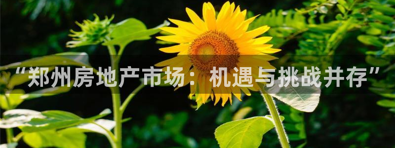 新宝5手机app：“郑州房地产市场：机遇与挑战并存”